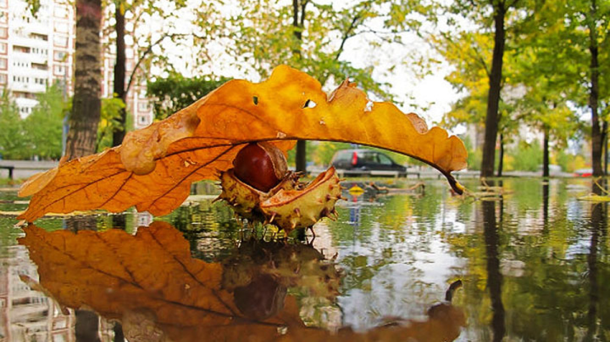 Вдруг среди листвы. Чудеса осени. Осенний дождь. Осенний зонтик в луже. Осень зонт.