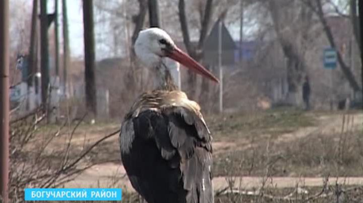 В семье из Воронежской области аист повышает рождаемость