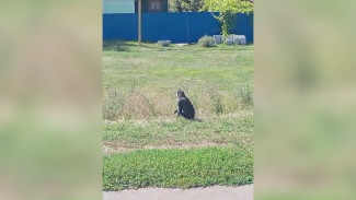 В богучарском селе заметили обезьяну на привязи