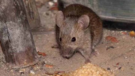 Борьба с мышами в Воронежской области подвела санврача под уголовное дело