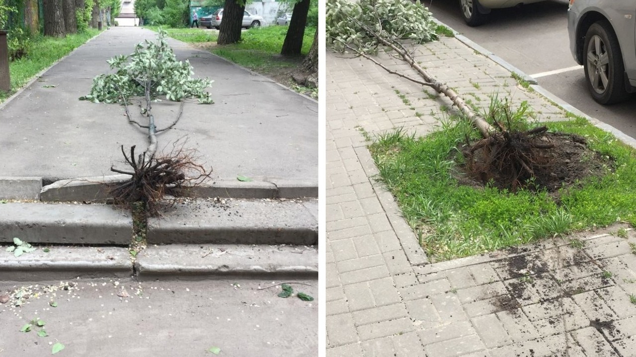 В центре Воронежа компания парней под камерами вырвала с корнем несколько  деревьев – Новости Воронежа и Воронежской области – Вести Воронеж