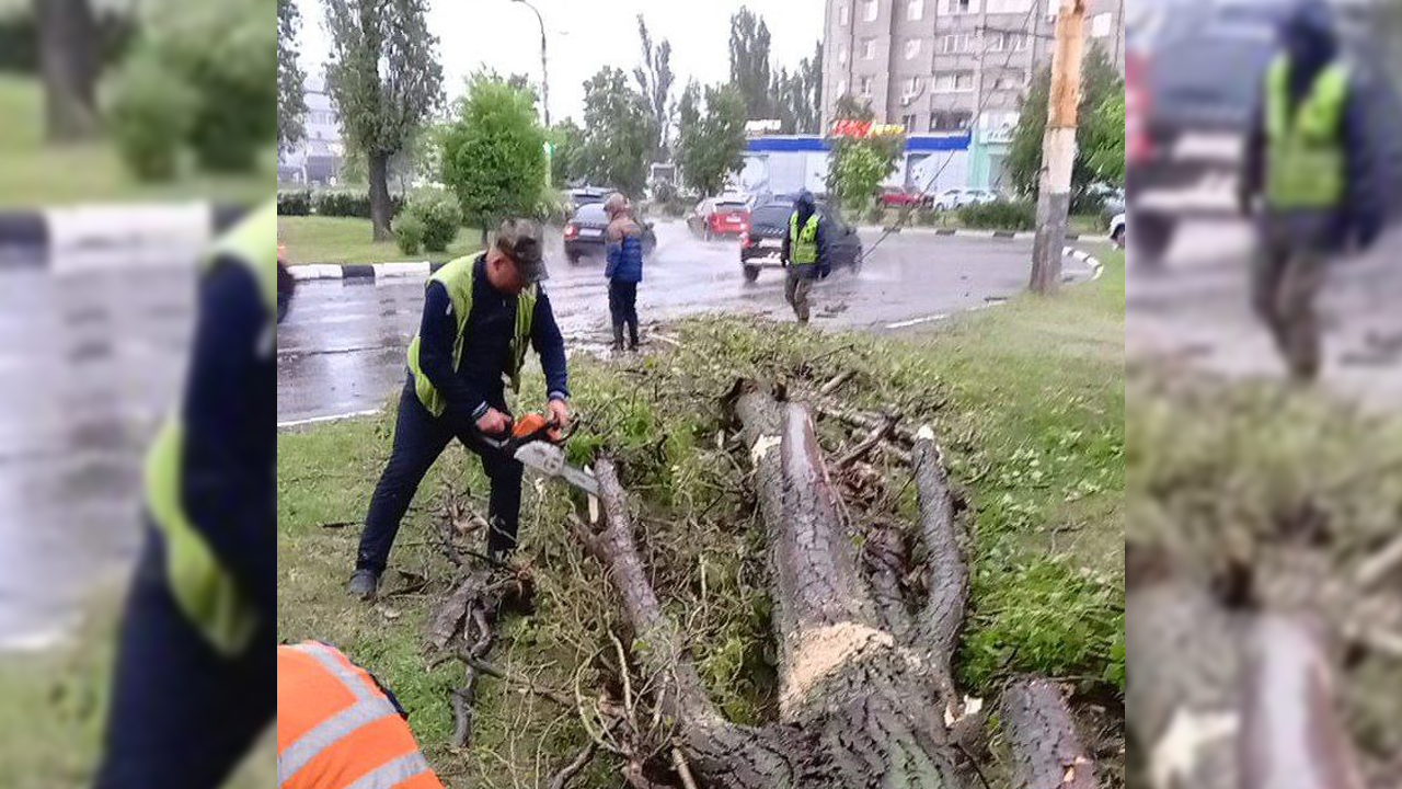 В Воронеже после штормового ветра упало больше 30 деревьев и ветвей |  07.05.2024 | Воронеж - БезФормата