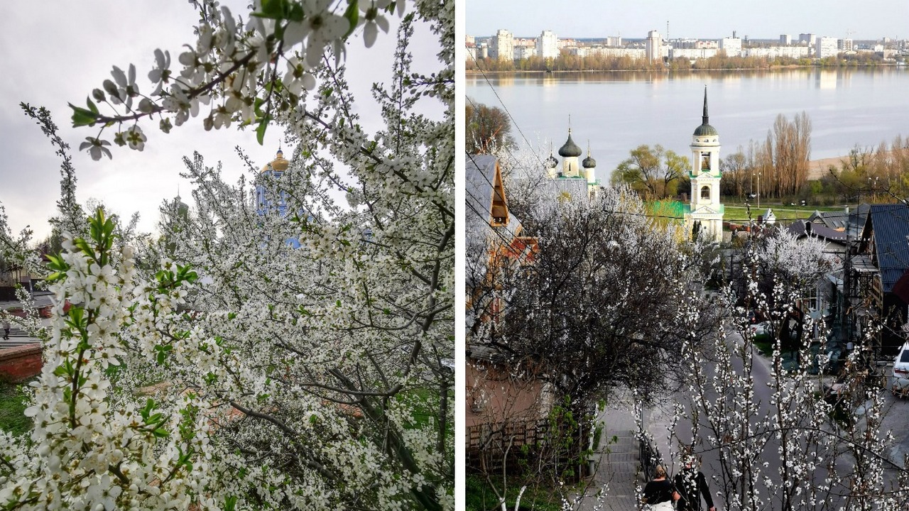 Для прогулок и фотосессий. Подборка самых «цветущих» мест Воронежа |  01.05.2022 | Воронеж - БезФормата