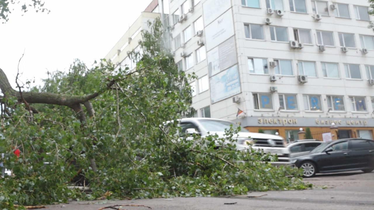 Почти 30 деревьев рухнули во время урагана в Воронеже | 20.06.2024 | Воронеж  - БезФормата