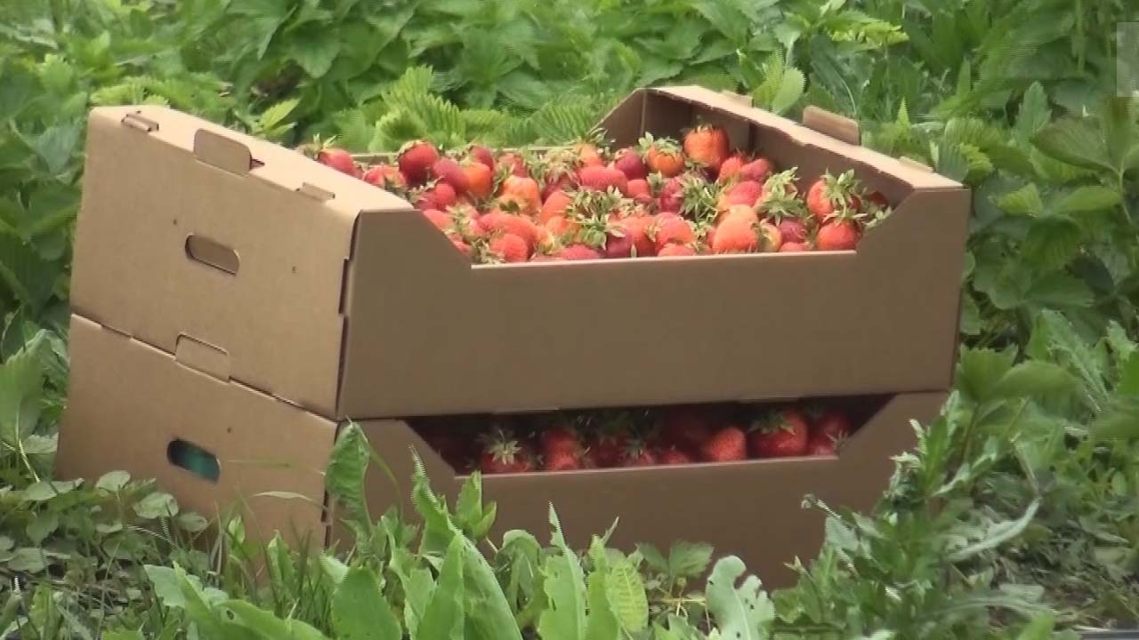 Размером со спичечный коробок. В Воронежской области поспел урожай  земляники и клубники – Новости Воронежа и Воронежской области – Вести  Воронеж