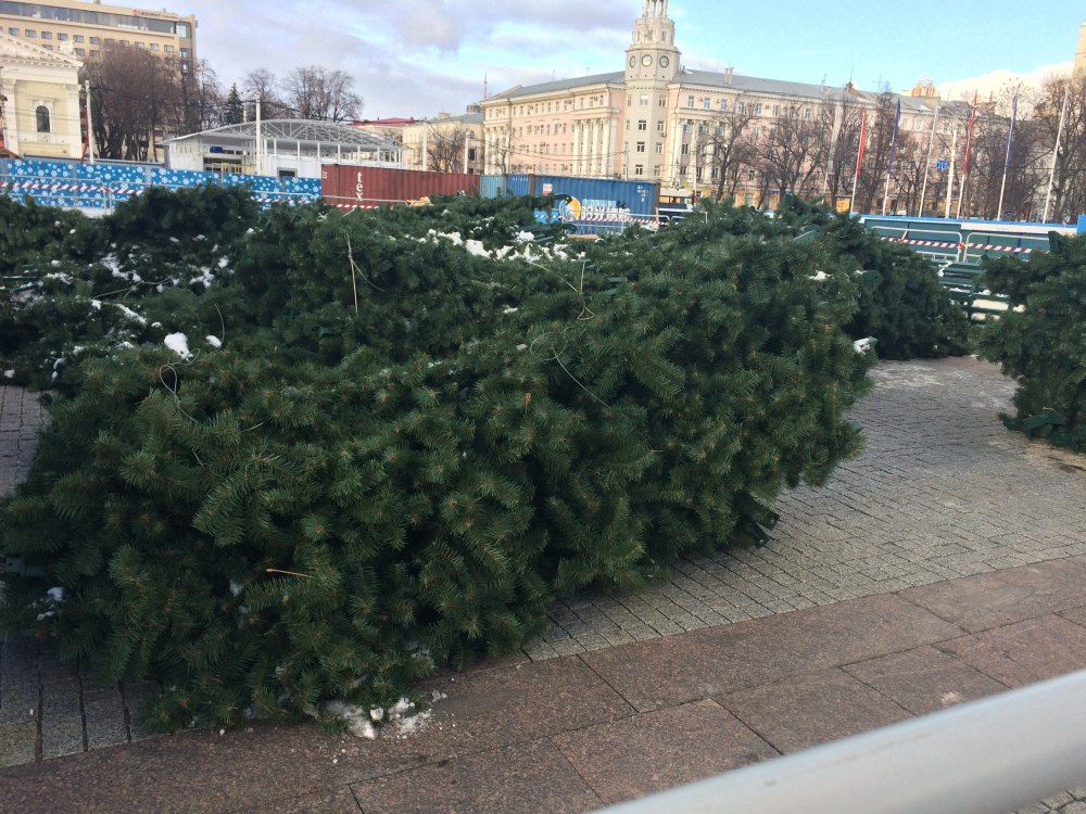 Воронежские ели. Воронежская елка за 7 миллионов. В Воронеже поставили елку. Влронежская елка за Милл. Поставили ли елку в Воронеже.