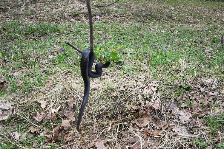 Королевская змея горная кноблоха (Lampropeltis pyromelana knoblochi) S