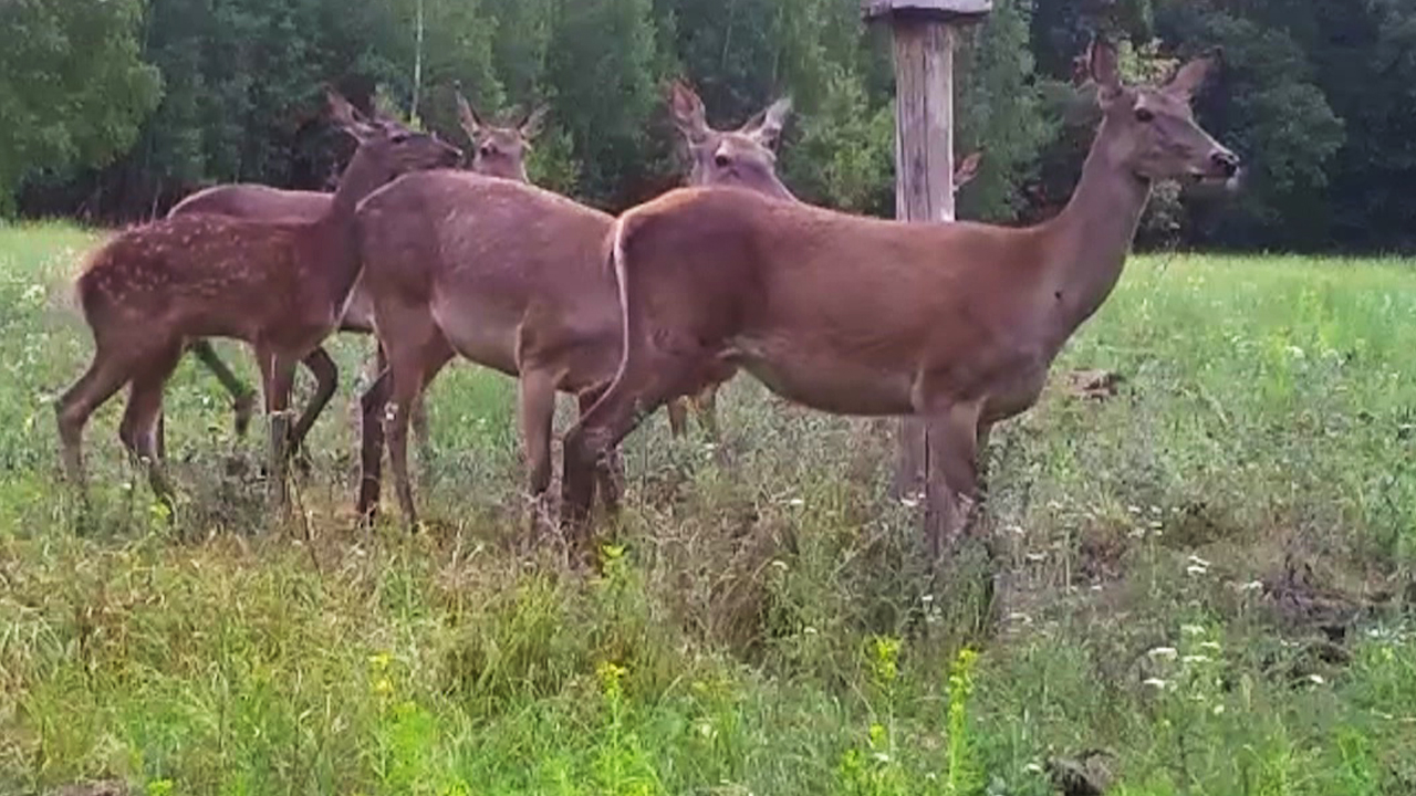 Воронежский заповедник поделился видео прогулки олених с детёнышами –  Новости Воронежа и Воронежской области – Вести Воронеж