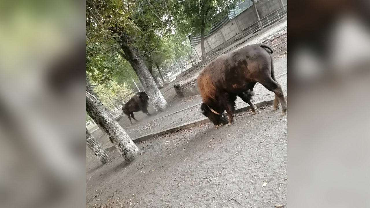 Огромные бизоны устроили скачки в сквере у цирка в Воронеже: появилось видео  – Новости Воронежа и Воронежской области – Вести Воронеж