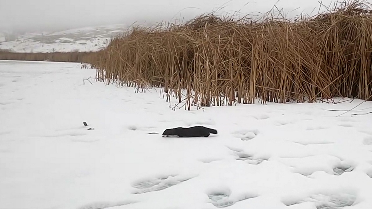 В Воронежской области американская норка украла у рыбака улов: появилось  видео – Новости Воронежа и Воронежской области – Вести Воронеж