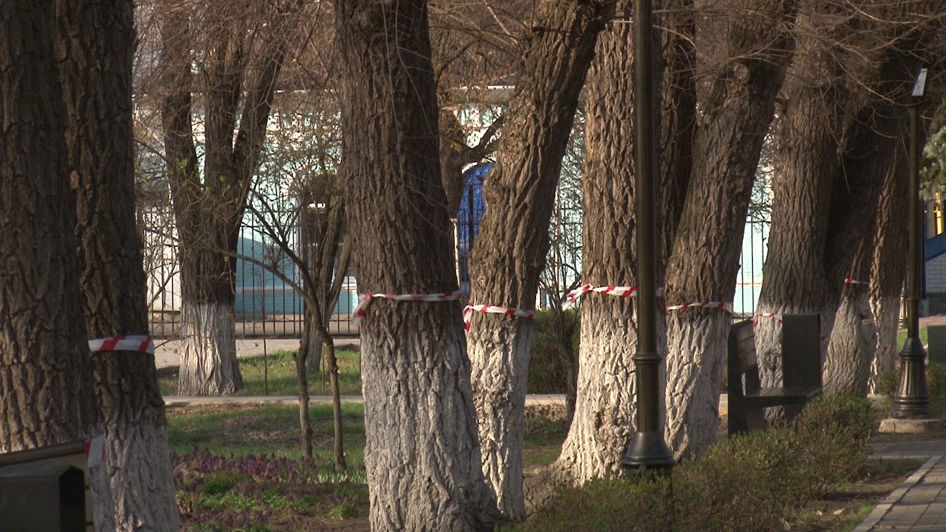 Тополь вырубка. Аварийные деревья в парке. Деревья новости. Дерево показывает класс Волгоград. Тополя после глубокой обрезки.