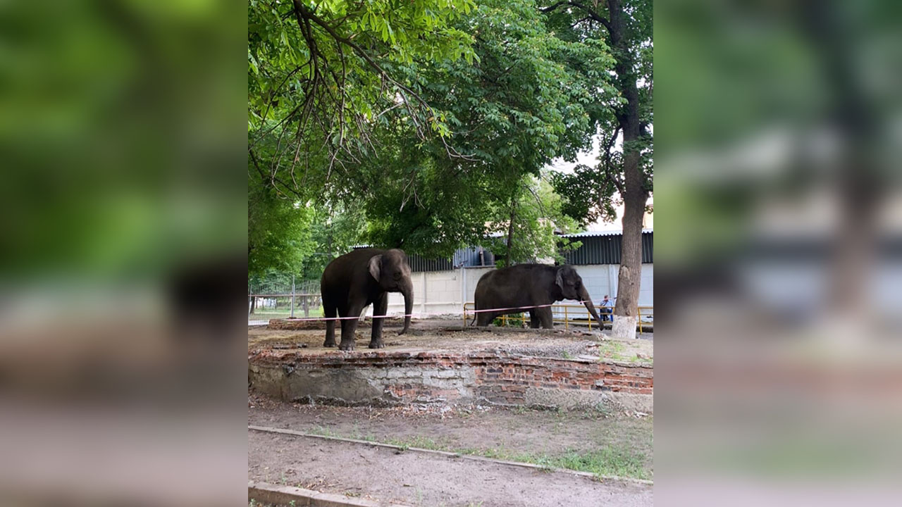 Воронежцы сфотографировали прогулку слонов у цирка – Новости Воронежа и  Воронежской области – Вести Воронеж