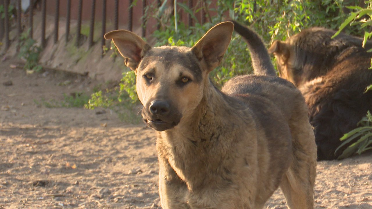 Спасение собаки на водохранилище в Караганде попало на видео