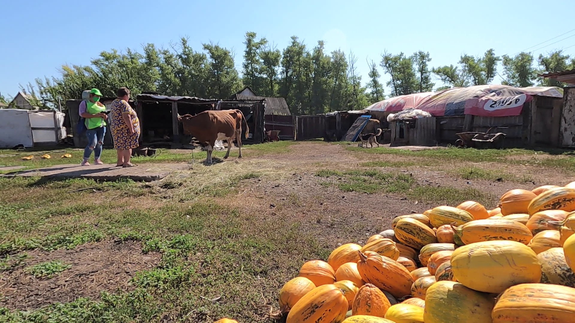 Воронежские хозяйства. Подсобное хозяйство Воронеж автобус. Фирма август Воронежская область.