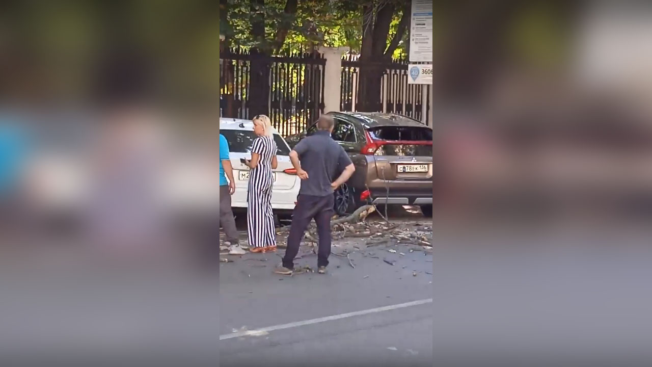 На платной парковке в центре Воронежа на машины упало дерево – Новости  Воронежа и Воронежской области – Вести Воронеж