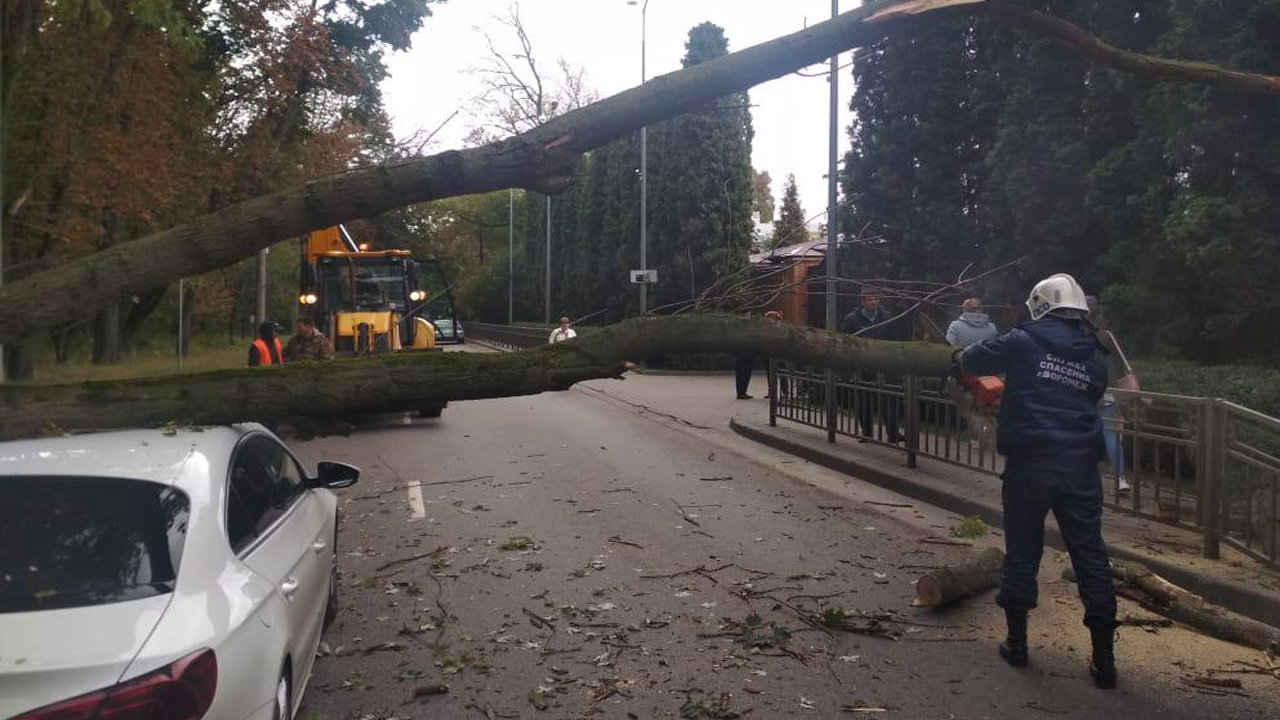 Упавшее на легковушку дерево на одной из центральных улиц Воронежа убрали с  дороги – Новости Воронежа и Воронежской области – Вести Воронеж