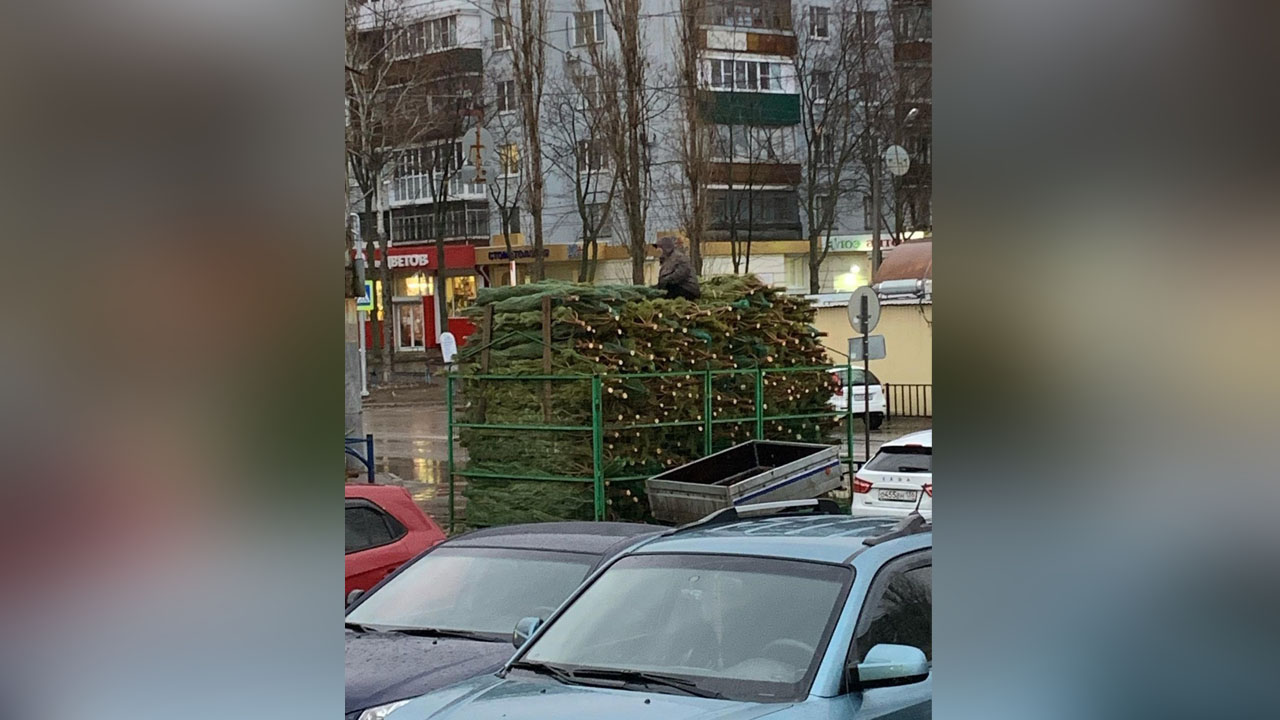 В Воронеже появился первый ёлочный базар – Новости Воронежа и Воронежской  области – Вести Воронеж