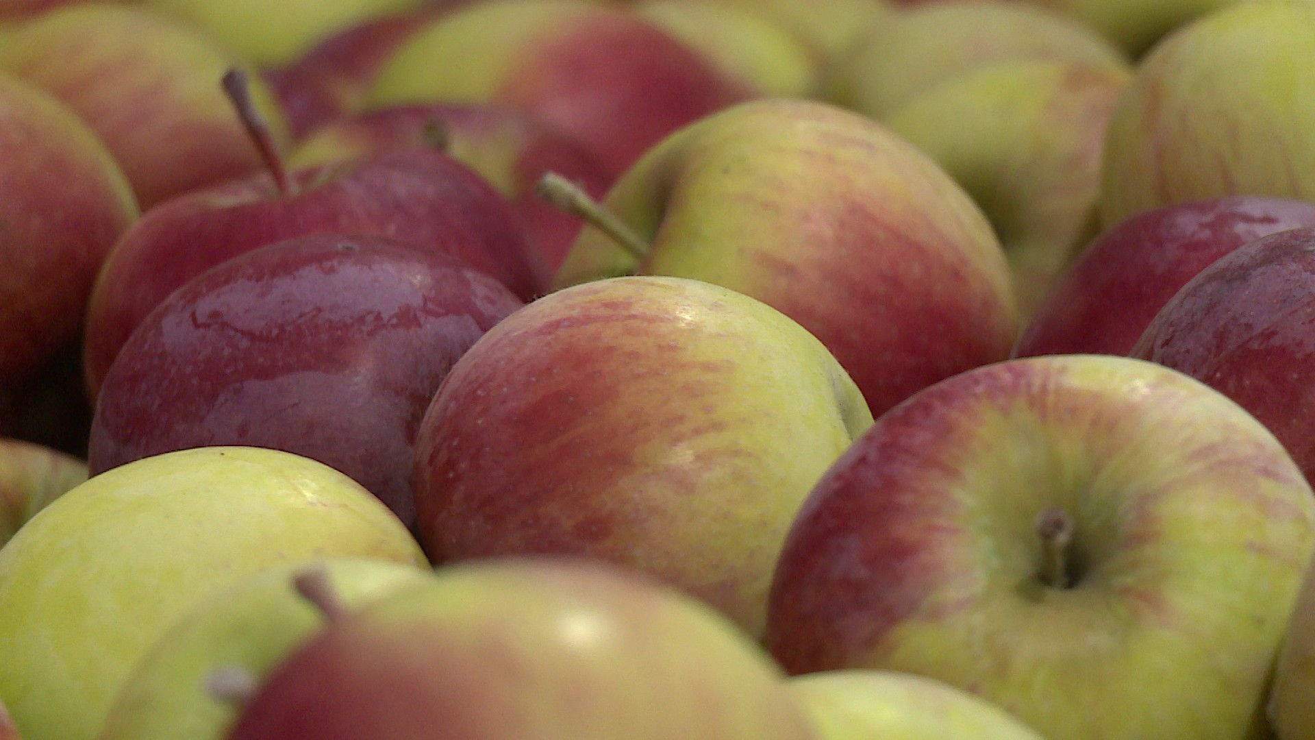 На вкус и цвет: выбираем идеальные яблоки для сада
