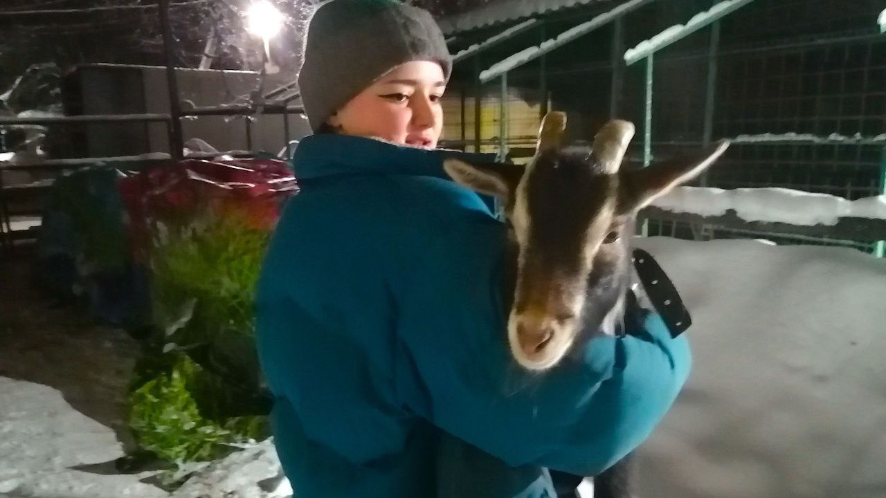 Цирковых зверей умершей дрессировщицы из Воронежа спасли в Санкт-Петербурге  – Новости Воронежа и Воронежской области – Вести Воронеж