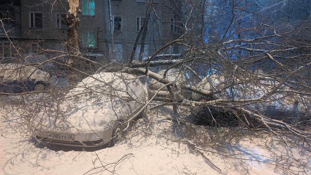 Два десятка деревьев рухнули на машины в Воронеже – Новости Воронежа и  Воронежской области – Вести Воронеж