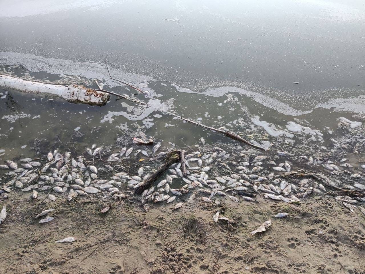 В популярном воронежском пруду массово погибла рыба – Новости Воронежа и  Воронежской области – Вести Воронеж