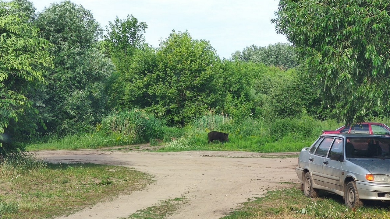 В Воронеже в популярном у рыбаков месте встретили кабана – Новости Воронежа  и Воронежской области – Вести Воронеж