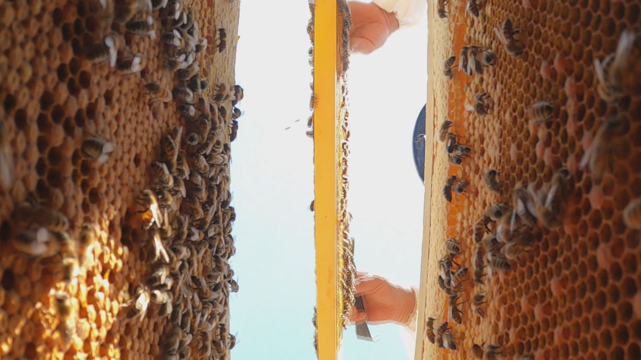 Изготовление изолятора и клеточки для матки - Добрая пчелка