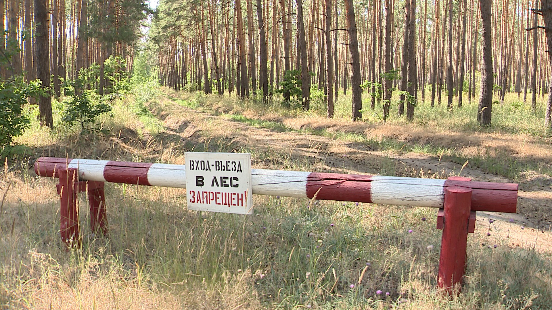 Воронежцам напомнили о запрете на посещение хвойных лесов – Новости  Воронежа и Воронежской области – Вести Воронеж