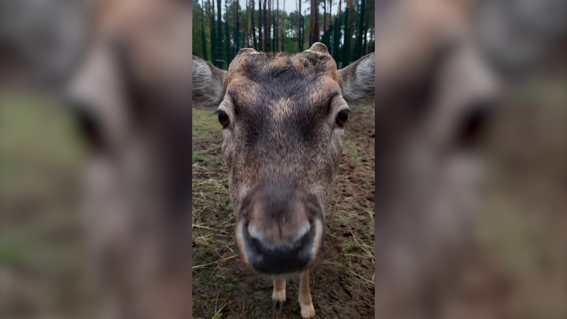 Лани 6. Лани Воронеж животные. Воронежский зоопарк кабан. ЗООМЕТРО В Ростовском зоопарке. Лань в Ленинградском зоопарке.