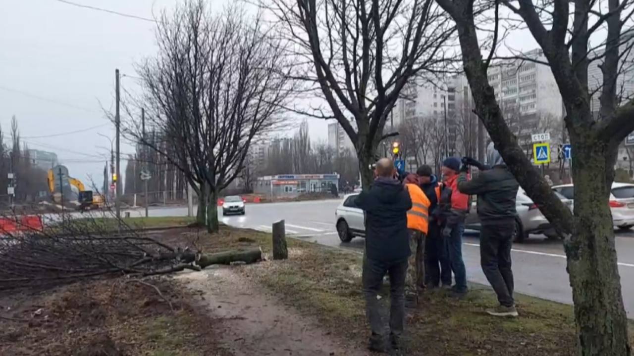 В Воронеже на месте вырубленных рябин высадят новые деревья – Новости  Воронежа и Воронежской области – Вести Воронеж