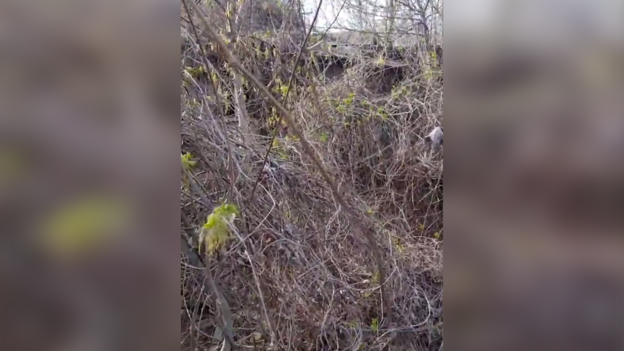 Жители воронежского села пожаловались на заваленный пожароопасным сухостоем  участок – Новости Воронежа и Воронежской области – Вести Воронеж