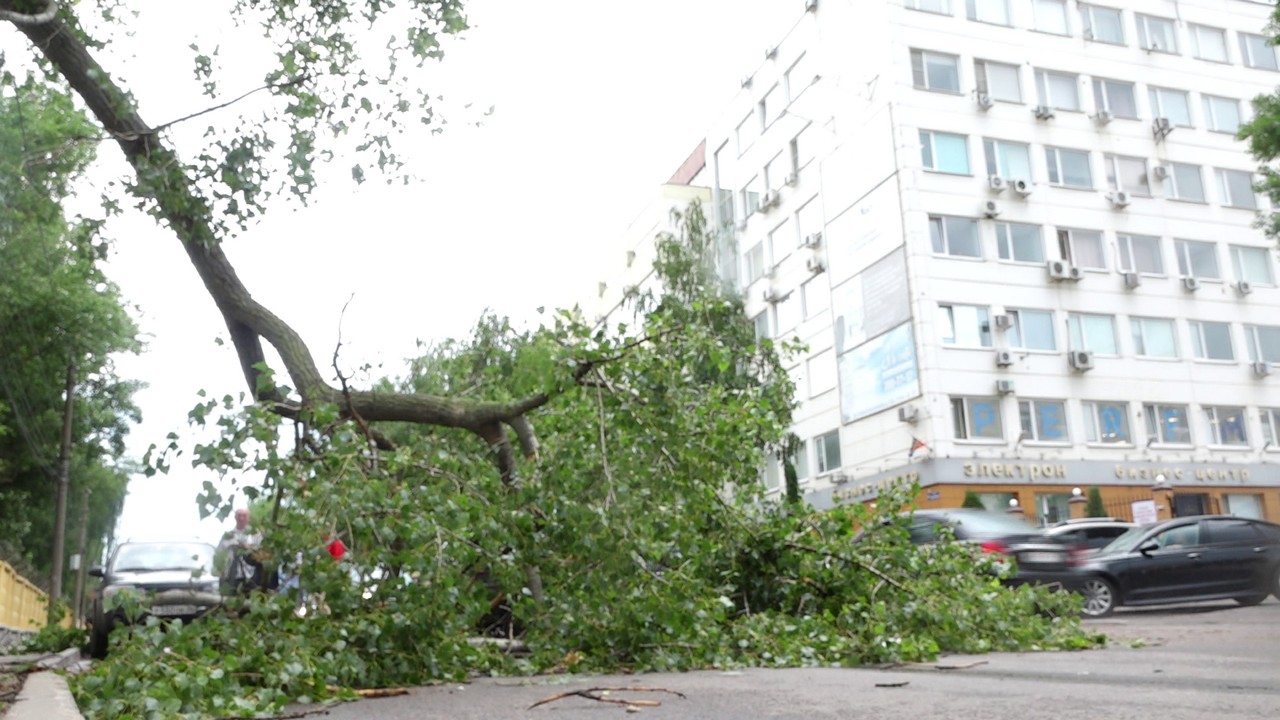 Число упавших в Воронеже деревьев увеличилось до 39 – Новости Воронежа и  Воронежской области – Вести Воронеж