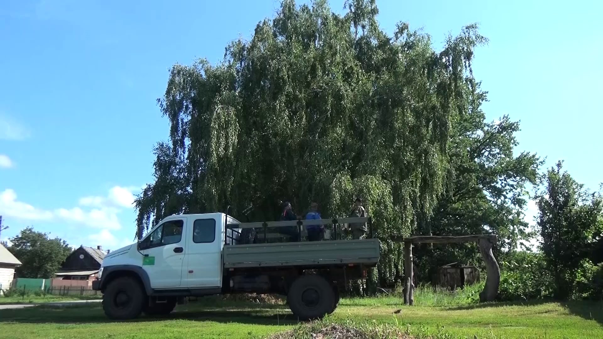 В лесничествах Воронежской области начали заготавливать семена берёзы –  Новости Воронежа и Воронежской области – Вести Воронеж