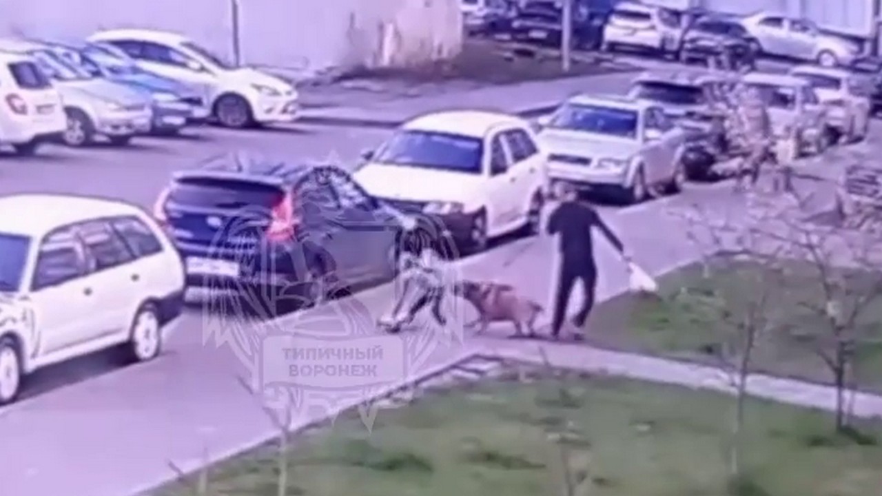 дети порно мальчики Собака напала на мальчика во дворе воронежской многоэтажки – Новости  Воронежа и Воронежской области – Вести Воронеж